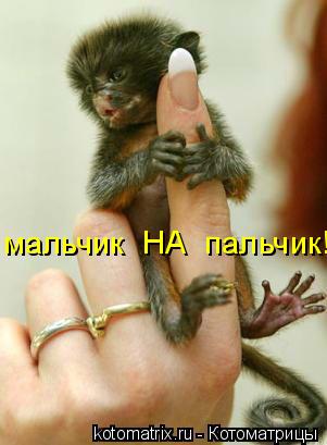 Котоматрица: мальчик  НА  пальчик!