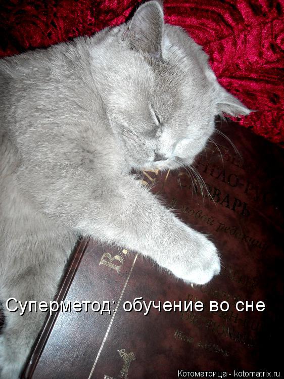 Котоматрица: Суперметод: обучение во сне