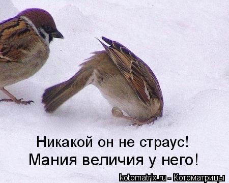 Котоматрица: Мания величия у него! Никакой он не страус!