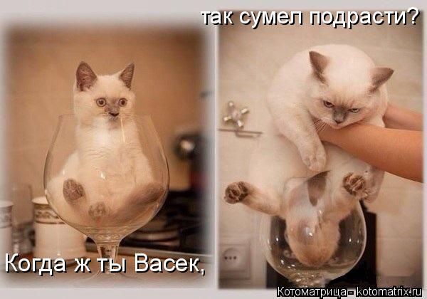 Котоматрица: Когда ж ты Васек, так сумел подрасти?