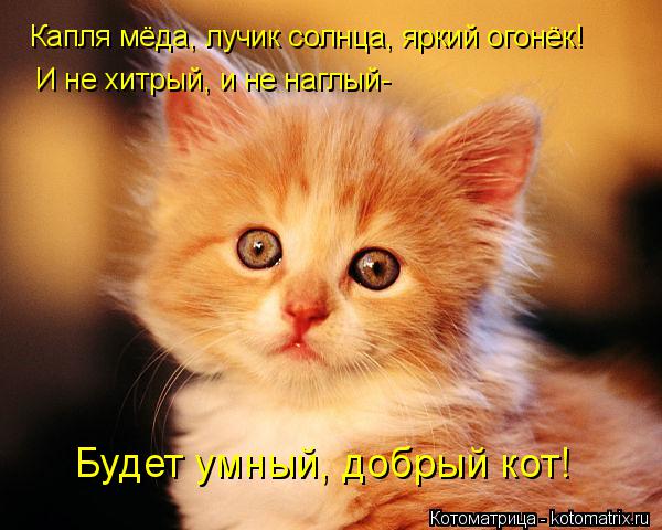 Котоматрица: Капля мёда, лучик солнца, яркий огонёк! И не хитрый, и не наглый- Будет умный, добрый кот!