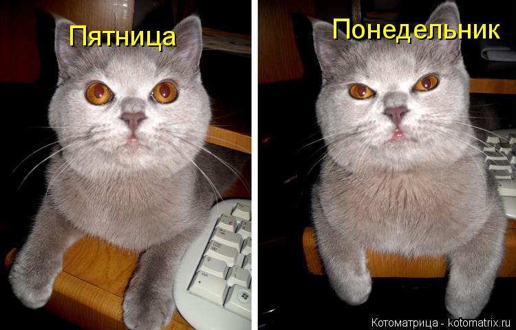 Пятница Понедельник... Котоматрица: Пятница Понедельник