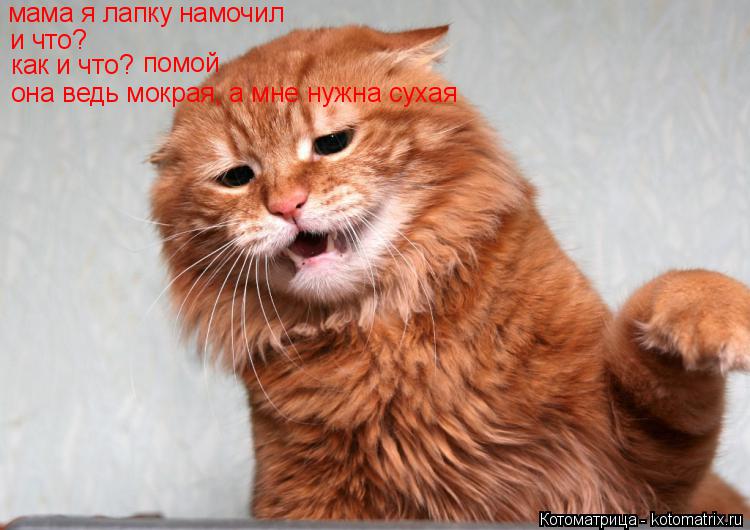 Котоматрица: мама я лапку намочил и что? как и что? помой она ведь мокрая, а мне нужна сухая