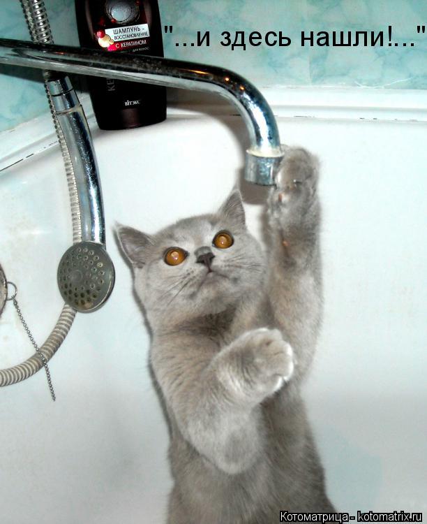 Котоматрица: "...и здесь нашли!..."