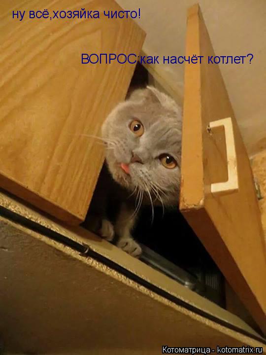 Котоматрица: ну всё,хозяйка чисто! ну всё,хозяйка чисто! ВОПРОС:как насчёт котлет?