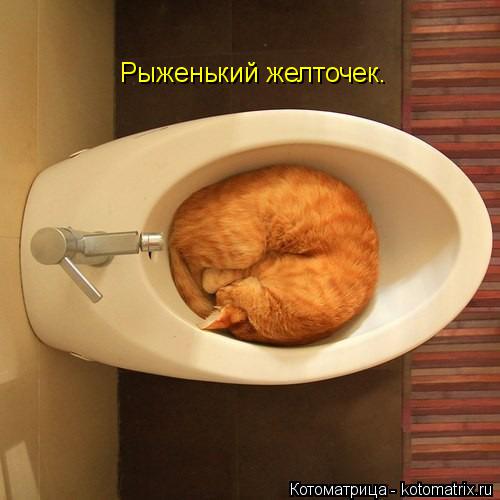 Котоматрица: Рыженький желточек.
