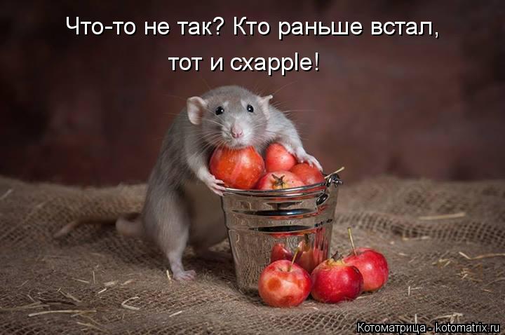 Котоматрица: Что-то не так? Кто раньше встал, тот и схapple!