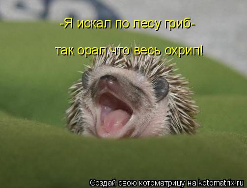 Котоматрица: -Я искал по лесу гриб- так орал,что весь охрип!
