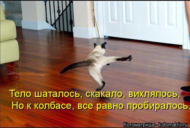 Тело шаталось, скакало, вихлялось, Но к колбасе, все равно пробиралось...... Котоматрица: Тело шаталось, скакало, вихлялось, Но к колбасе, все равно пробиралось...