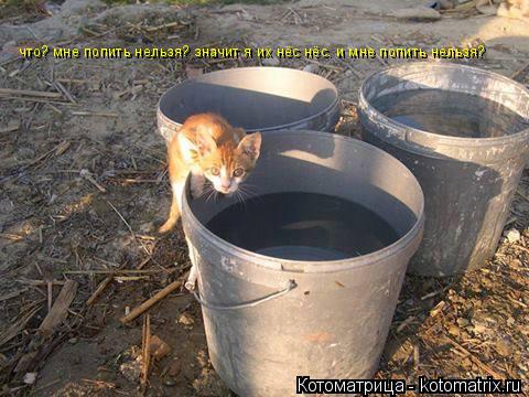 Котоматрица: что? мне попить нельзя? значит я их нёс нёс. и мне попить нельзя? что? мне попить нельзя? значит я их нёс нёс. и мне попить нельзя?
