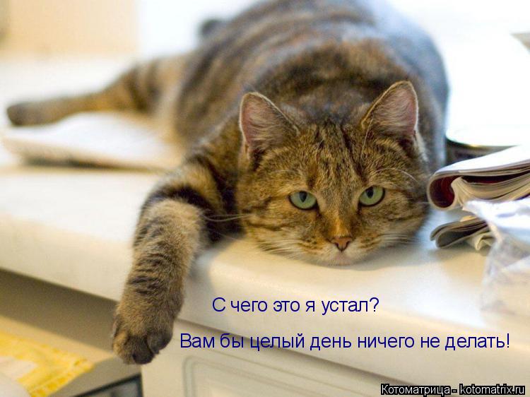 Котоматрица: С чего это я устал? Вам бы целый день ничего не делать!