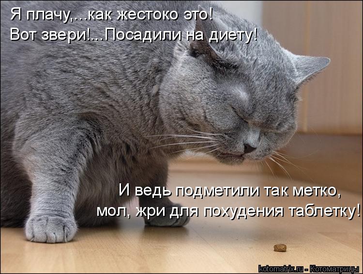 Котоматрица: Я плачу,...как жестоко это! Вот звери!...Посадили на диету! И ведь подметили так метко, мол, жри для похудения таблетку!