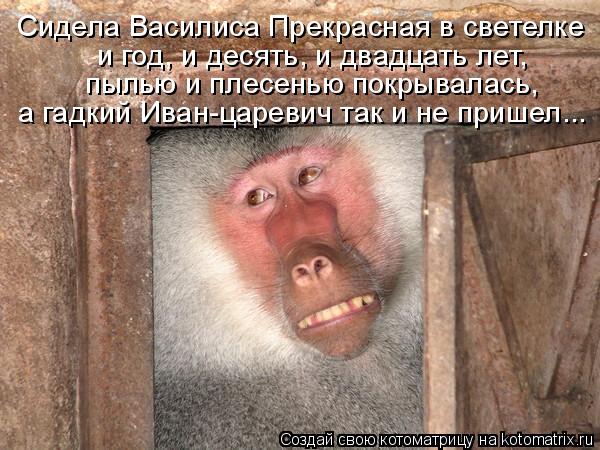 Котоматрица: Сидела Василиса Прекрасная в светелке и год, и десять, и двадцать лет, пылью и плесенью покрывалась, а гадкий Иван-царевич так и не пришел...