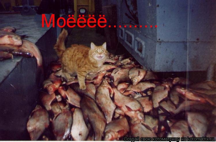 Котоматрица: Моёёёё..........