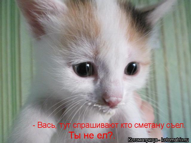 Котоматрица: - Вась, тут спрашивают кто сметану съел.  Ты не ел?.