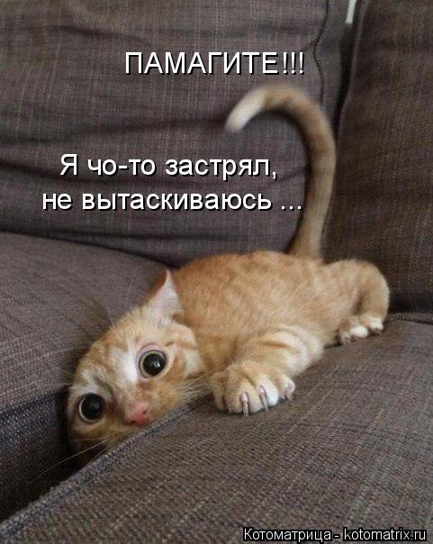 Котоматрица: ПАМАГИТЕ!!! Я чо-то застрял,  не вытаскиваюсь ...