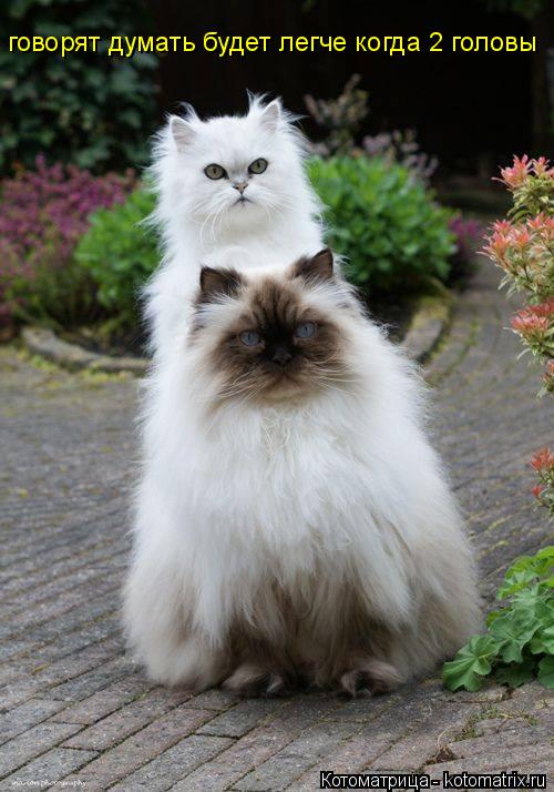 Котоматрица: говорят думать будет легче когда 2 головы