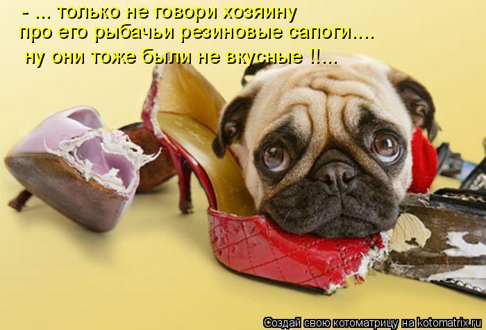 - ... только не говори хозяину про его рыбачьи резиновые сапоги.... ну они тоже были не вкусные !!...... Котоматрица: - ... только не говори хозяину про его рыбачьи резиновые сапоги.... ну они тоже были не вкусные !!...