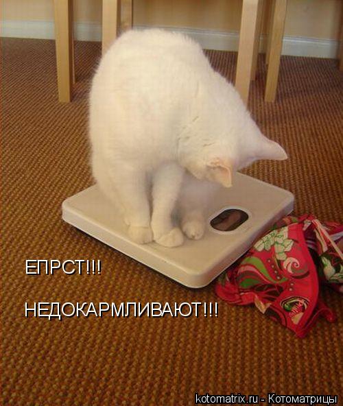 Котоматрица: ЕПРСТ!!! НЕДОКАРМЛИВАЮТ!!!