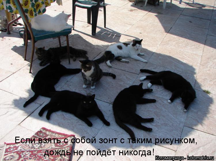 Котоматрица: Если взять с собой зонт с таким рисунком, дождь не пойдёт никогда!