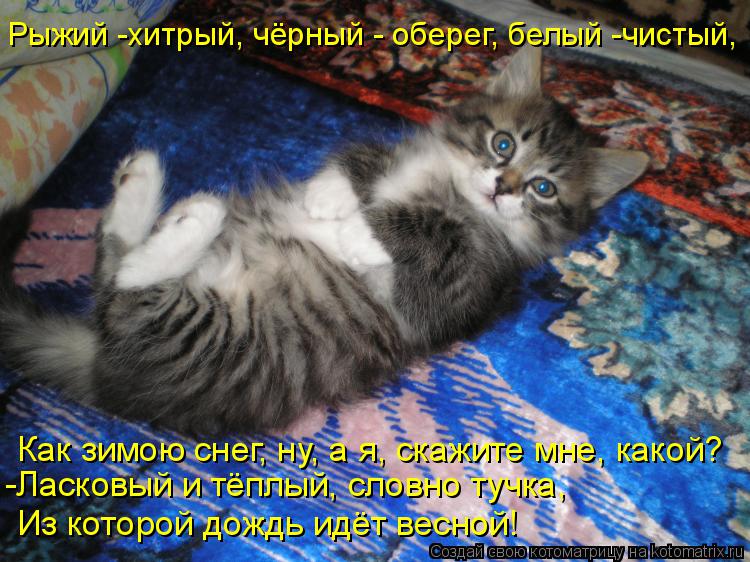 Котоматрица: Рыжий -хитрый, чёрный - оберег, белый -чистый, Как зимою снег, ну, а я, скажите мне, какой? -Ласковый и тёплый, словно туччк -Ласковый и тёплый, сл