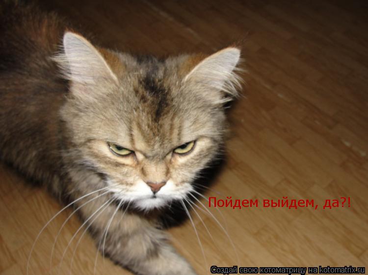 Котоматрица: Пойдем выйдем, да?!