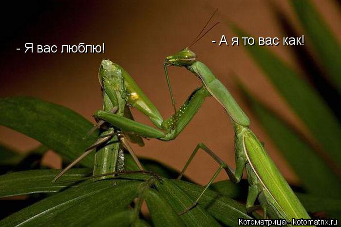 Котоматрица: - Я вас люблю! - А я то вас как!