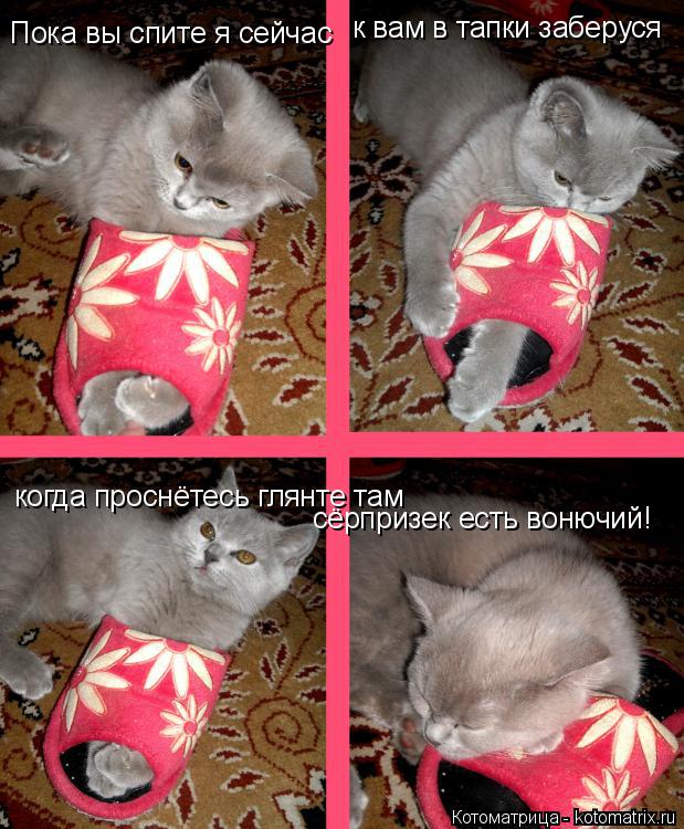 Котоматрица: Пока вы спите я сейчас к вам в тапки заберуся когда проснётесь глянте там сёрпризек есть вонючий!