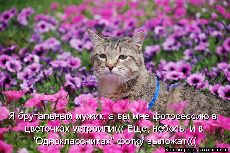 Котоматрица: Я брутальный мужик, а вы мне фотосессию в цветочках устроили((( Еще, небось, и в  "Одноклассниках" фотку выложат(((