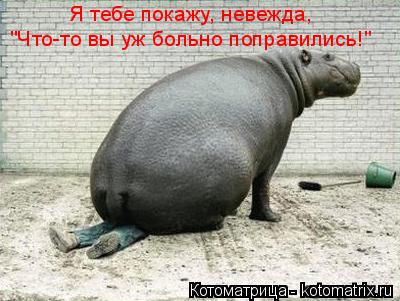 Котоматрица: "Что-то вы уж больно поправились!" Я тебе покажу, невежда,