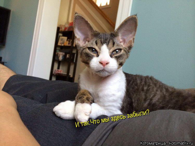 Котоматрица: И так.Что мы здесь забыли?