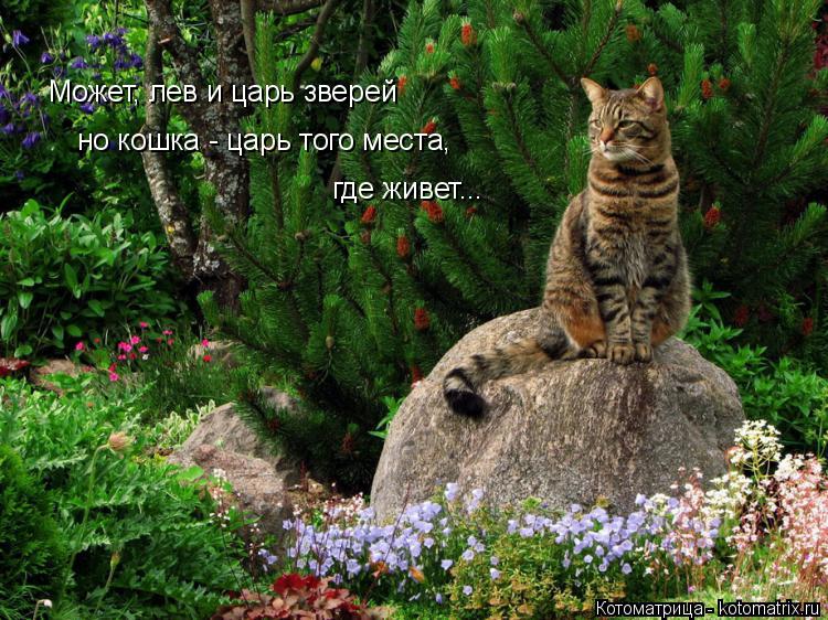 Котоматрица: Может, лев и царь зверей но кошка - царь того места, где живет...