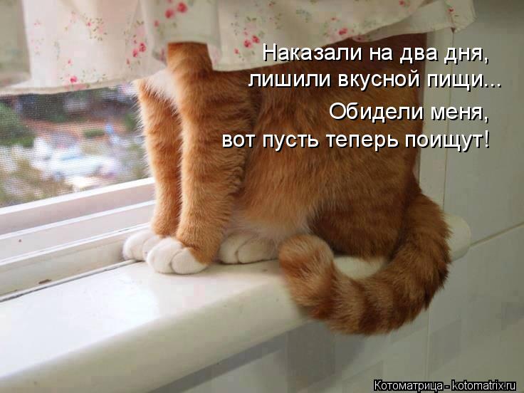 Котоматрица: Наказали на два дня, лишили вкусной пищи... Обидели меня,  вот пусть теперь поищут!