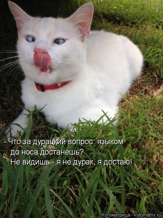Котоматрица: до носа достанешь? Не видишь - я не дурак, я достаю! - Что за дурацкий вопрос: языком