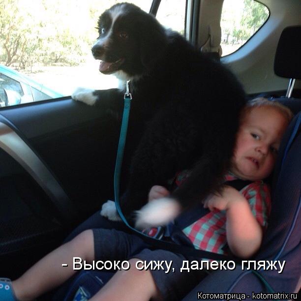 Котоматрица: - Высоко сижу, далеко гляжу