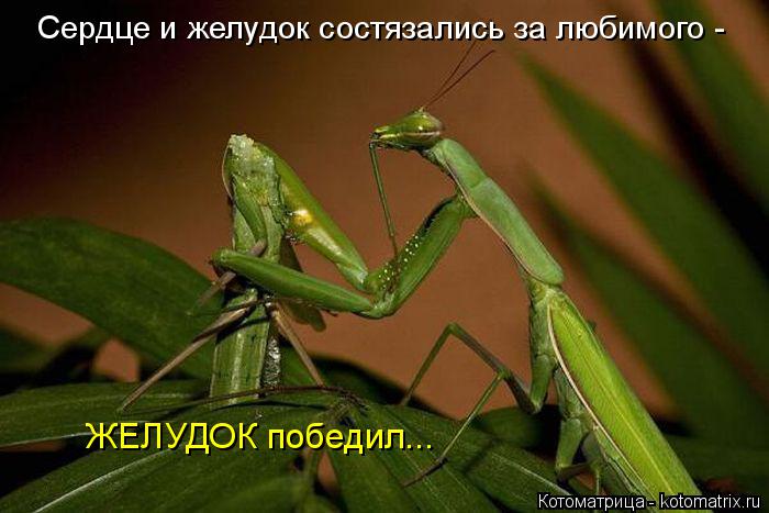Котоматрица: Сердце и желудок состязались за любимого - ЖЕЛУДОК победил...