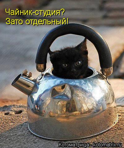 Котоматрица: Чайник-студия?  Зато отдельный!