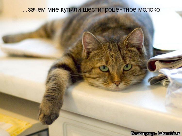 Котоматрица: ...зачем мне купили шестипроцентное молоко