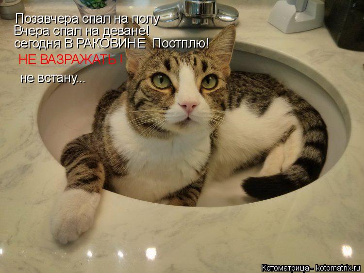 Котоматрица: Позавчера спал на полу Вчера спал на деване! сегодня В РАКОВИНЕ  Постплю! НЕ ВАЗРАЖАТЬ ! не встану...