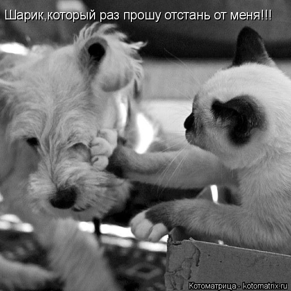 Котоматрица: Шарик,который раз прошу отстань от меня!!!