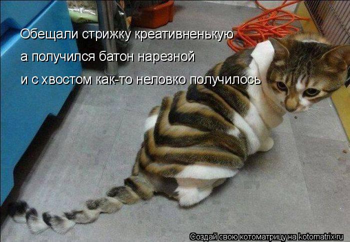 Котоматрица: Обещали стрижку креативненькую а получился батон нарезной и с хвостом как-то неловко получилось