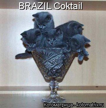Котоматрица: BRAZIL Coktail