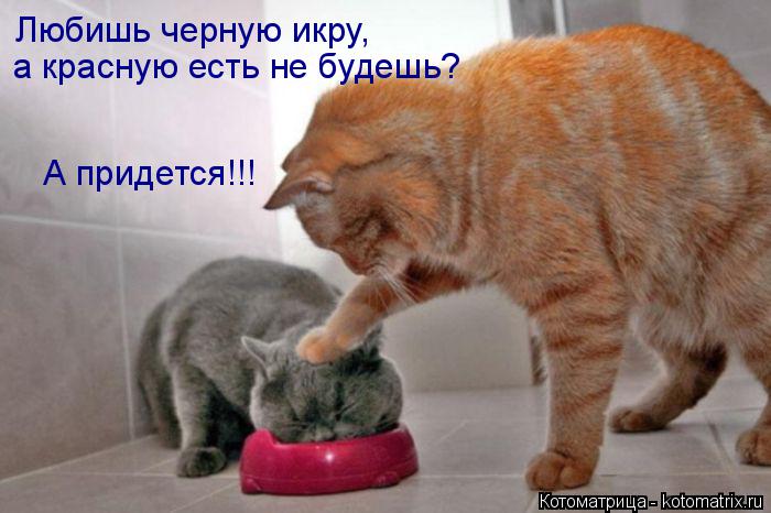 Котоматрица: Любишь черную икру,  а красную есть не будешь? А придется!!!