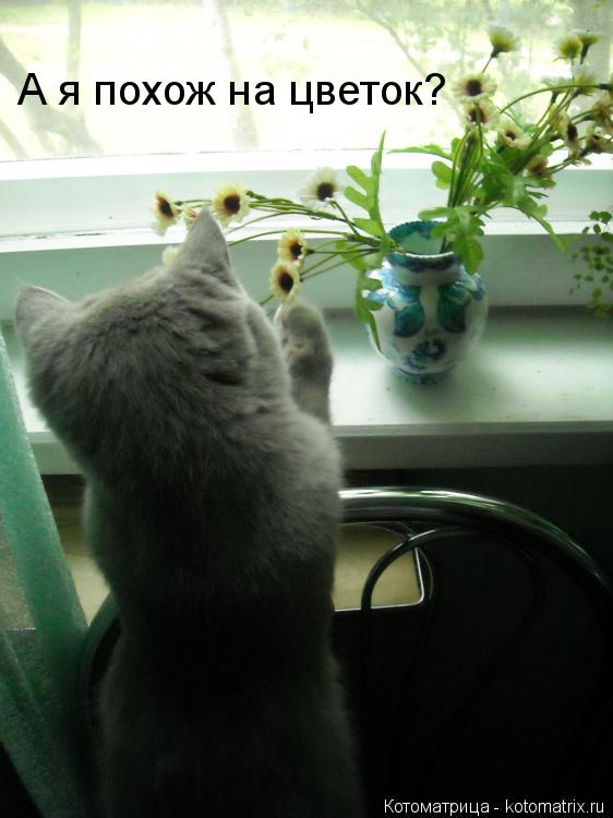 Котоматрица: А я похож на цветок?