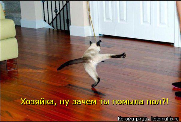 Хозяйка, ну зачем ты помыла пол?!... Котоматрица: Хозяйка, ну зачем ты помыла пол?!