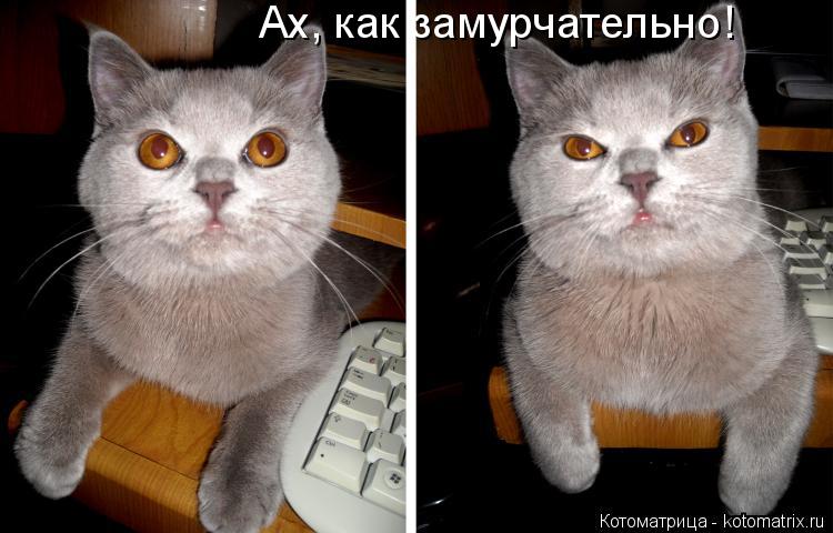 Котоматрица: Ах, как замурчательно!