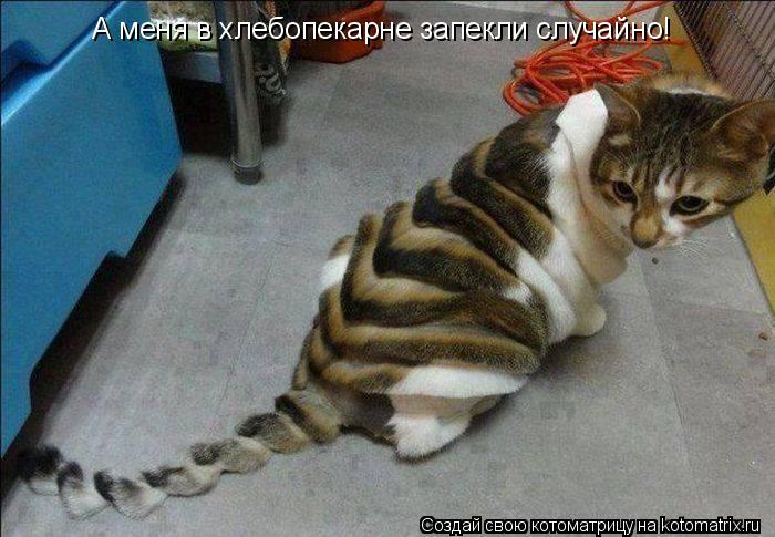 Котоматрица: А меня в хлебопекарне запекли случайно!