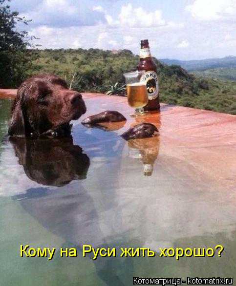 Кому на Руси жить хорошо?... Котоматрица: Кому на Руси жить хорошо?