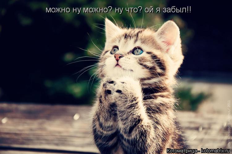 Котоматрица: можно ну можно? ну что? ой я забыл!!