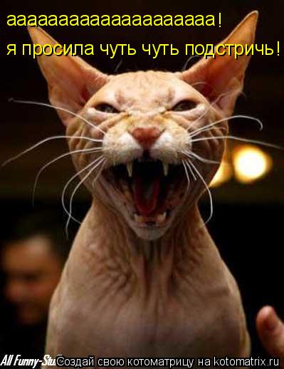 Котоматрица: я просила чуть чуть подстричь аааааааааааааааааааа ! !